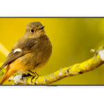 Airtame Unsplash A screen showing a picture of a bird from Unsplash using Airtame